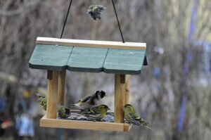 Vogelfutterhaus im privaten Garten