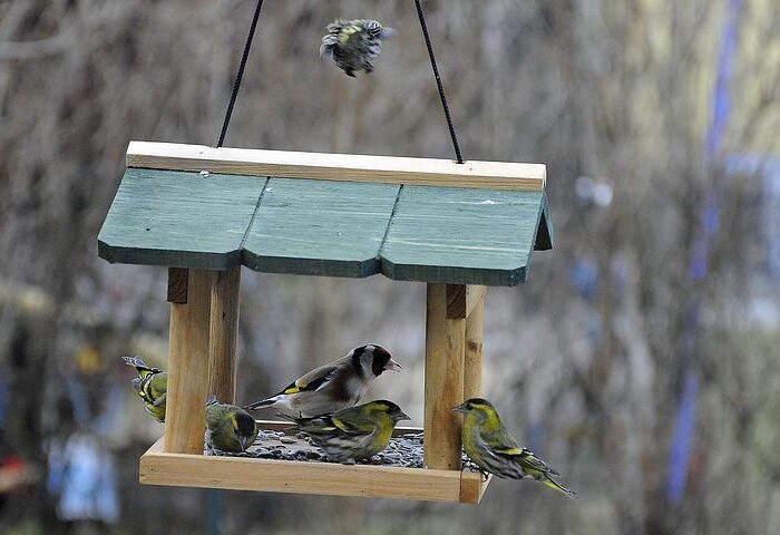 Vogelfutterhaus im privaten Garten